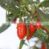 Organic Dried Goji Berries Dried Fruit Wholesaler thumbnail-2