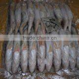 FROZEN SILVER CROAKER, T.T CROAKER, YELLOW CROAKER FISH thumbnail-2