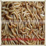Live Mealworms Animal Feed/premium Dried Mealworm Bulk thumbnail-3