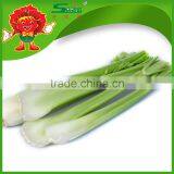 Fresh Vegetables, Lettuce, Cabbage, Carrot, Eggplant, Tomato, Cucamber, CeleryOnion thumbnail-1