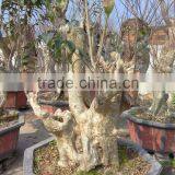 Lagerstroemia Indica L. Nursery thumbnail-4