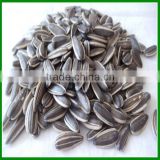 Best Quality 5009 Sunflower Seeds With Spiced Taste For Sale