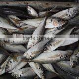Frozen Horse Mackerel W/R Fish thumbnail-1