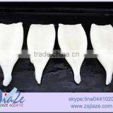 IQF Squid Tube-fish Seafood eu Approved Seafood thumbnail-2