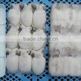 FROZEN WHOLE CLEANED BABY CUTTLEFISH FRESH OF ALO SEAFOOD Co., thumbnail-3