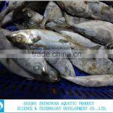 Frozen Big Eye Horse Mackerel Fish thumbnail-1