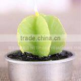 Cactus and Grape Plant Birthday Scented Candle thumbnail-3