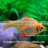 Golden Tiger Barb Fish For Sale and Export thumbnail-3