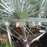 Bismarckia Nobilis - From 75/100 Plant Height in 8 Liters Pot thumbnail-5