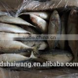 Frozen Indian mackerel Rastrelliger kanagurta Fish To Supply