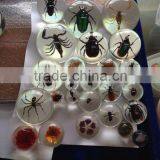 Professional Wholesale Plastic Expand Magic Ball for Christmas Gifts thumbnail-1