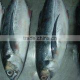 New Arrival Seafood Frozen Horse Mackerel in Good Price thumbnail-1