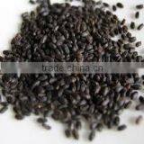 Basilikum thumbnail-6