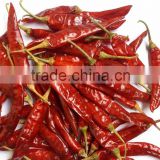 Red chillies with stem