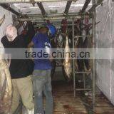 +15 to +8 C Cold Storage Room thumbnail-2