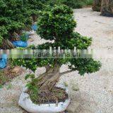 Ficus Big Bonsai