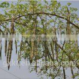 Mucuna Puriens Seed Penis Enlargement Sex Time Delay Capsule New 2016 thumbnail-2