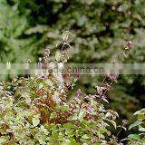 100% NATURAL & PURE OREGANO OIL thumbnail-1