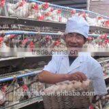 5 Tiers of A Type Chicken Cage Project