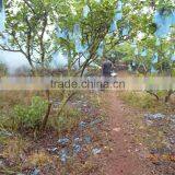 Hot Sales Fumigation Thermal Fogger With Mosquito Control thumbnail-5