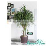 2016 Hot Sale Self-Watering System Plastic Planter Pots,garden Flower Pot,interior Decor Planter thumbnail-6