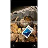 Live Conch thumbnail-2