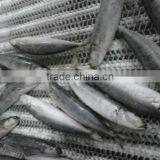 Frozen IQF Round Scad thumbnail-2