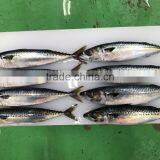 Light Catching Sea Frozen Japanese Mackerel for Wholesale thumbnail-2