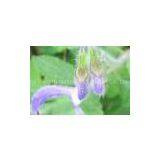 Salvia Miltiorrhiza Bge Cryptotanshinone thumbnail-1