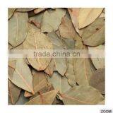 Cinnamomum Tamala thumbnail-3