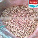 Bulk Peanut Kernels