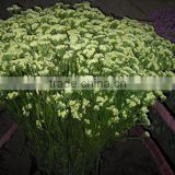 Fresh promotional single stem dahlia myosotis for decoration