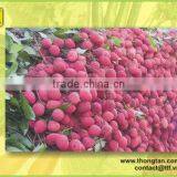 Canned lychee in syrup supplier by thongtanfood