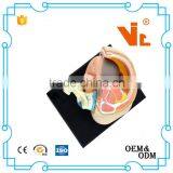 V-HM02 4D MASTER The Parent Organization of Human Uterus With the Fetus Assembled Model Quality Choice thumbnail-3