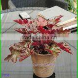 Classic Indoor Plant Holders, Decorative Flower Pots thumbnail-1