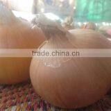 Mesh Bags of Egyptian Onions With Affordable Price thumbnail-6