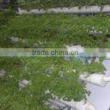 A Type Hydroponic Shelf for Agricultural Greenhouse Sale thumbnail-1