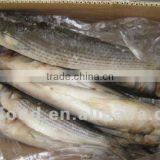Frozen Grey Mullet 1000-1500g thumbnail-1