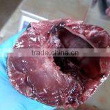 Frozen Bonito HGT thumbnail-5