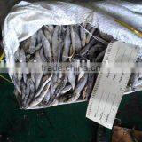 Fish Bait thumbnail-1