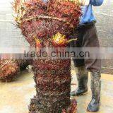 Cycas Revoluta Multi-heads for Sell thumbnail-3