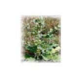 Burdock Extract Powder thumbnail-1