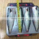 100-200g 200-300g HGT Canned Mackerel Fish