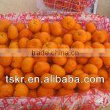 Mandarin Orange thumbnail-1