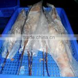 Frozen IQF Whole Lobster Vietnam (Panuliru Ornatus)