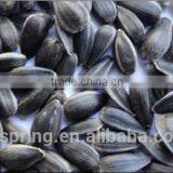 BLACK SUNFLOWER SEEDS thumbnail-5
