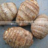 Top Grade Low Price Fresh Taro thumbnail-3