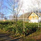 St Moritz Land D thumbnail-1