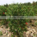 Callistemon Viminalis Callistemon Rigidus thumbnail-2