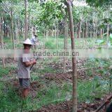 Tabebuia Rosea Nursery thumbnail-1
